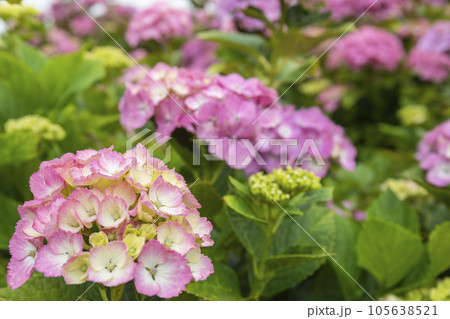初夏のかざはやの里を彩る紫陽花 初夏のかざはやの里を彩る紫陽花 105638521