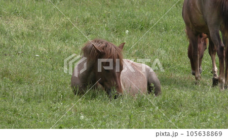 牧場の馬 牧場の馬 105638869