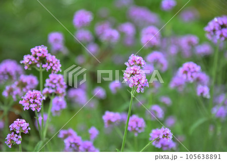 初夏の花、紫色の小さな花をさかせるサルビア 105638891