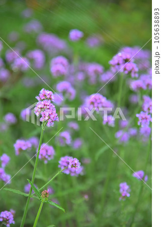 初夏の花、紫色の小さな花をさかせるサルビア 初夏の花、紫色の小さな花をさかせるサルビア 105638893