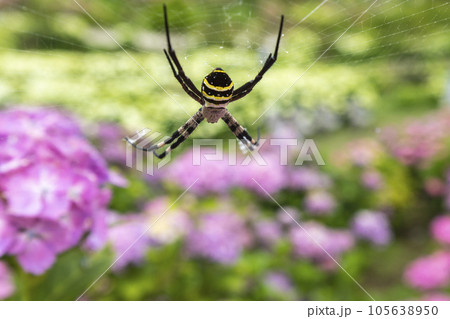 初夏を彩る紫陽花庭園の虫たち 初夏を彩る紫陽花庭園の虫たち 105638950