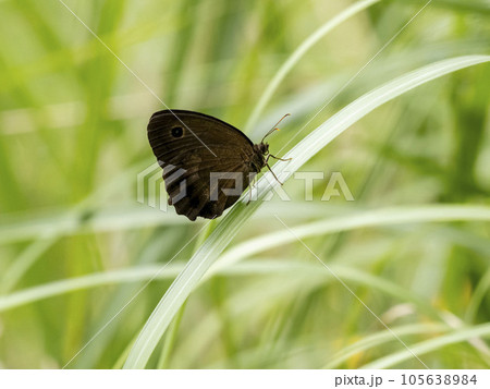 草にとまるジャノメチョウ 105638984