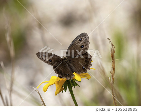 ルドベキアの花にとまるジャノメチョウ ルドベキアの花にとまるジャノメチョウ 105638985