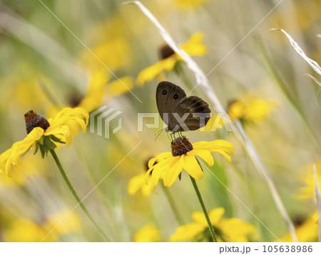 ルドベキアの花にとまるジャノメチョウ ルドベキアの花にとまるジャノメチョウ 105638986