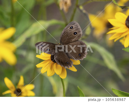 ルドベキアの花にとまるジャノメチョウ ルドベキアの花にとまるジャノメチョウ 105638987