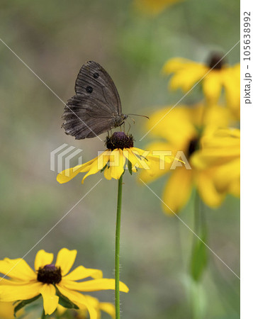 ルドベキアの花にとまるジャノメチョウ 105638992