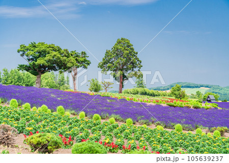 （北海道）カラフルな花が咲く　ぜるぶの丘 105639237