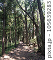 木々に囲まれた道 105639283