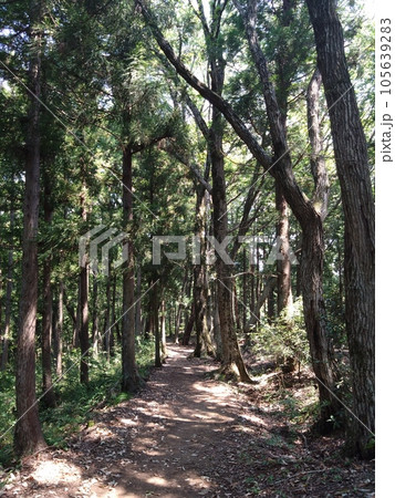 木々に囲まれた道 105639283
