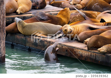 Close-up of sea lions on the pier. Close-up of sea lions on the pier. 105639362