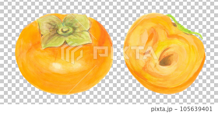 柿の水彩手描きイラスト素材のイラスト素材 [105639401] - PIXTA