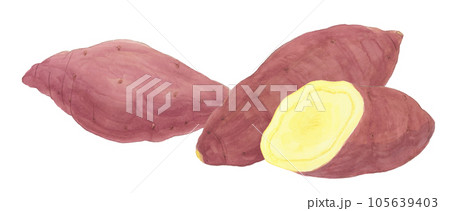 サツマイモの水彩手描きイラスト素材 サツマイモの水彩手描きイラスト素材 105639403