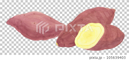 サツマイモの水彩手描きイラスト素材 サツマイモの水彩手描きイラスト素材 105639403