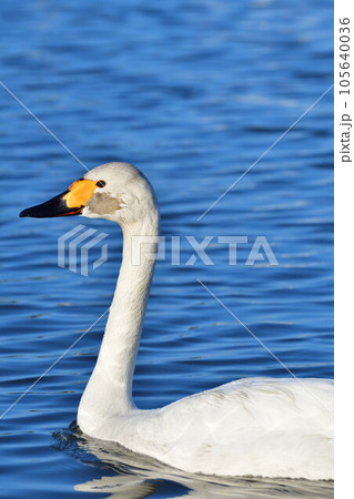 瓢湖と白鳥(新潟県) 瓢湖と白鳥(新潟県) 105640036