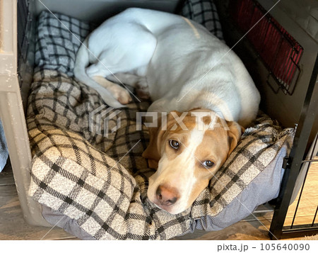 犬小屋の中でいじける犬 犬小屋の中でいじける犬 105640090