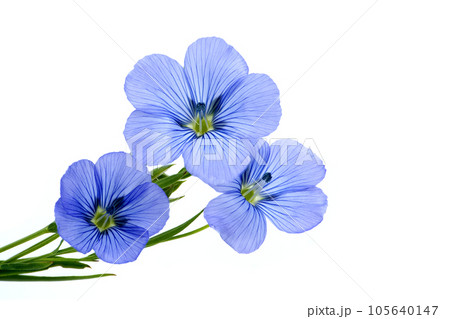 Flax (linseed) flower over white background 105640147