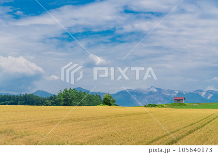 （北海道）美瑛の丘　黄金色の麦畑　十勝岳連峰 105640173
