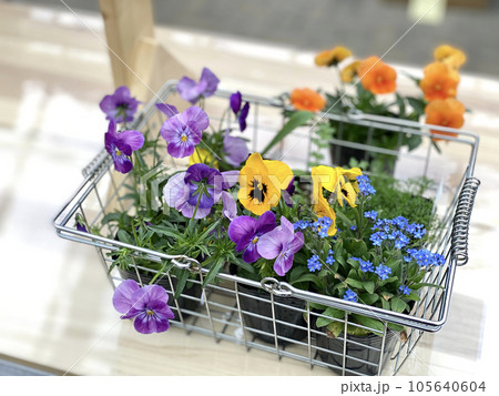 カゴに入ったたくさんの花の苗 105640604