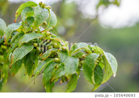 雨に濡れたサンシュユの若い実 105640693