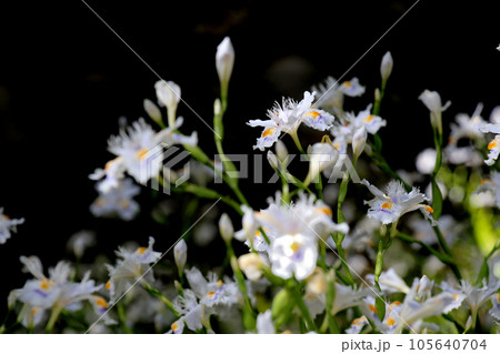 シャガ ポンポン山の山道を彩る シャガ ポンポン山の山道を彩る 105640704