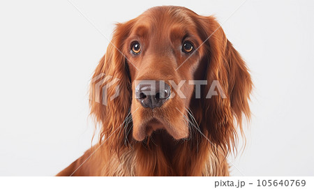 アイリッシュセッター　犬　　白背景 105640769