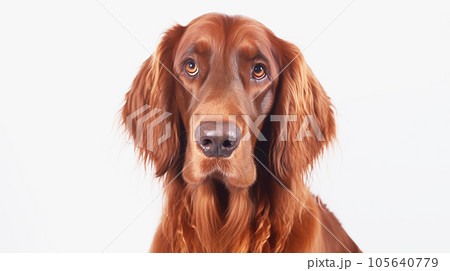 アイリッシュセッター　犬　　白背景 105640779
