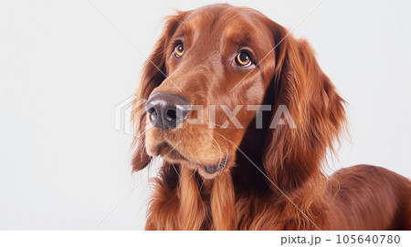 アイリッシュセッター 犬 白背景 アイリッシュセッター 犬 白背景 105640780