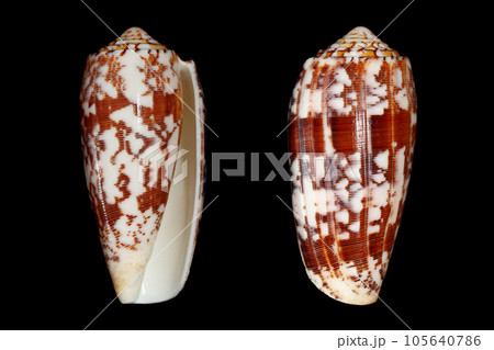 Striated cone (Pionoconus/Conus striatus) sea snail Striated cone (Pionoconus/Conus striatus) sea snail 105640786