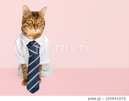 Business cat in a shirt with a tie on a pink background. Business cat in a shirt with a tie on a pink background. 105641078