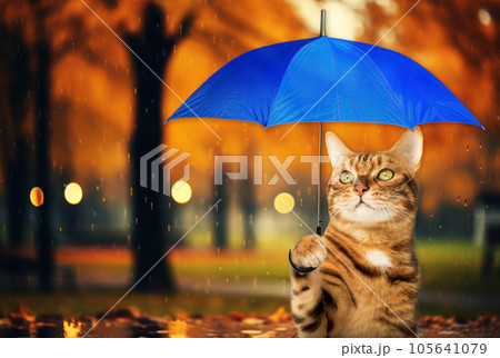 Cat with an umbrella on the background of an autumn park. 105641079