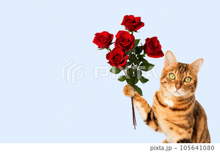 Red cat holds a bouquet of roses in his paw against a blue wall. Red cat holds a bouquet of roses in his paw against a blue wall. 105641080