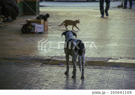 モロッコのフェズの市街の街並み モロッコのフェズの市街の街並み 105641109