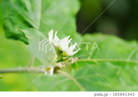devils fig, Medthai or SOLANACEAE or Pea aubergine or pea eggplant or Shoo shoo bush or Solanum ficifolium Ortega or Solanum mayanum Lundell or Solanum torvum Sw or turkey berry or Wild eggplant devils fig, Medthai or SOLANACEAE or Pea aubergine or pea eggplant or Shoo shoo bush or Solanum ficifolium Ortega or Solanum mayanum Lundell or Solanum torvum Sw or turkey berry or Wild eggplant 105641343