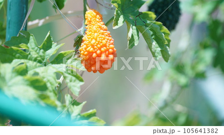 Okinawa bitter gourd in the field Okinawa bitter gourd in the field 105641382