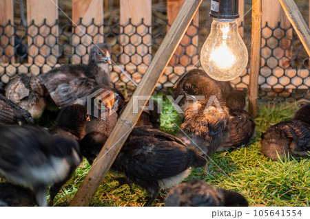 chickens on a farm with a light bulb in the background chickens on a farm with a light bulb in the background 105641554