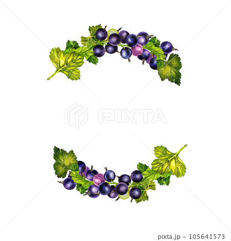 Blackcurrant, frame for the inscription. Watercolor illustration. Fresh natural health product. Isolated. For labels Blackcurrant, frame for the inscription. Watercolor illustration. Fresh natural health product. Isolated. For labels 105641573