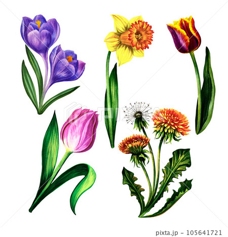 Set of spring flowers tulips narcissus dandelion crocuses. Isolate on white background. Watercolor illustration. Set of spring flowers tulips narcissus dandelion crocuses. Isolate on white background. Watercolor illustration. 105641721