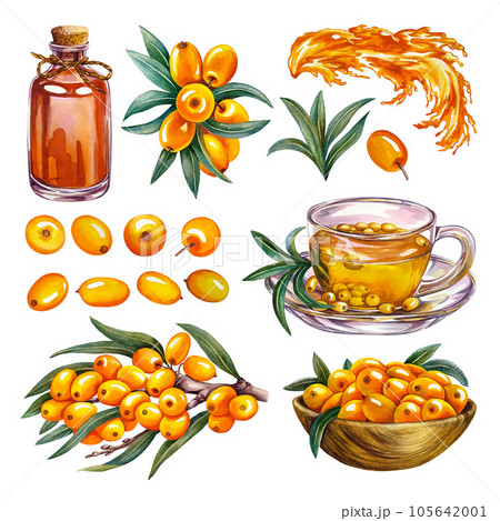 Sea buckthorn berries set. Sea buckthorn oil, tea. Watercolor. For cosmetology, pharmaceuticals, food industry. 105642001