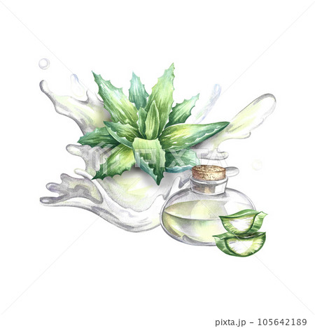 Aloe vera, watercolor illustration, medicinal plant and juice splash, natural cosmetic component and skin cream. 105642189