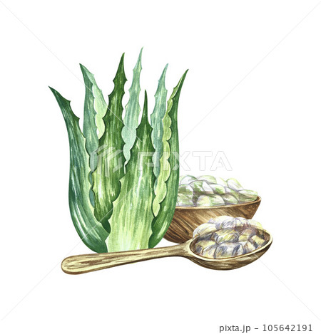 Aloe vera. Wooden bowl and spoon with peeled pieces of aloe vera. Watercolor illustration. For labels and packaging 105642191
