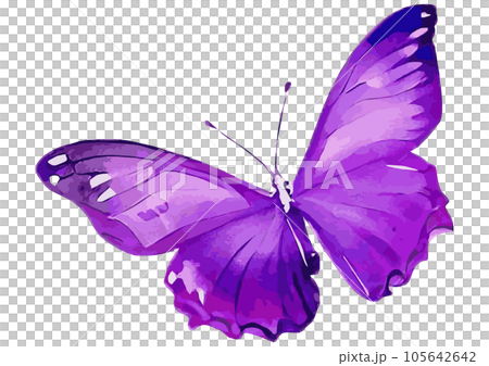 Illustration of purple butterflies, watercolor touch Illustration of purple butterflies, watercolor touch 105642642