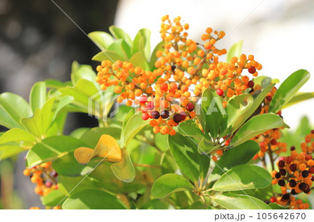 シェフレラの果実 105642670