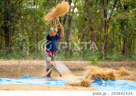 Senior man work with local tools to get rice grain and use traditional method for work 105642824