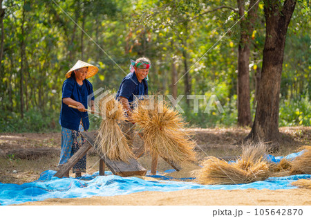 Senior man and woman work together with local tools to get rice grain and use traditional method Senior man and woman work together with local tools to get rice grain and use traditional method 105642870