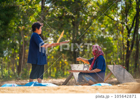 Close up Asian woman with traditional clothes stand and winnow rice using basketry and other sit 105642871