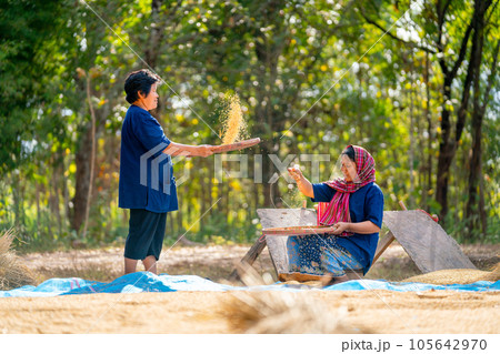 Asian woman with traditional clothes stand and winnow rice using basketry and other woman sit 105642970