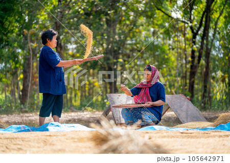 Asian woman with traditional clothes stand and winnow rice using basketry and other woman sit 105642971