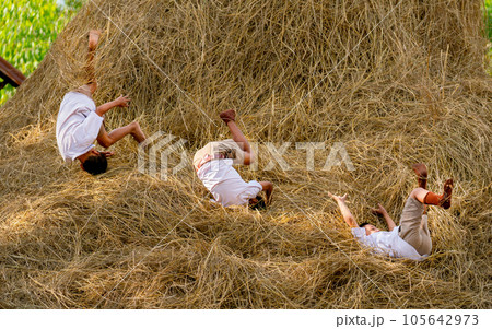 Three little boy with school uniform enjoy and fun to play with fall down from straw and hay of rice 105642973