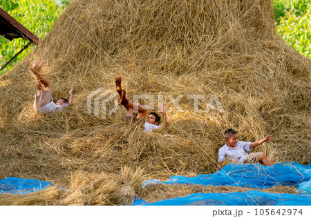 Three little boy with school uniform enjoy and fun to play with fall down from straw and hay of rice 105642974