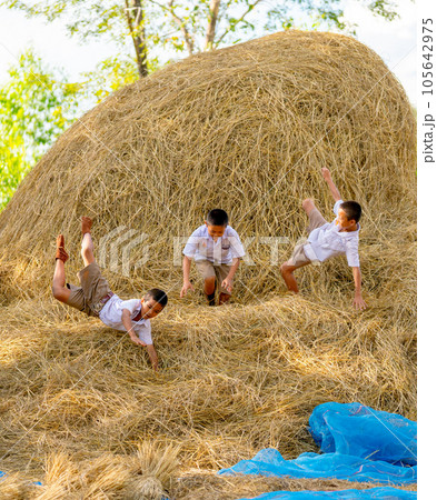 Vertical image of three little boy with school uniform enjoy and fun to play with fall from straw 105642975